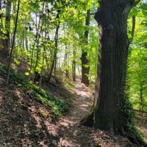 Freiburg Beergarden Hike (3)